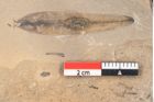 Foto (Detailansicht) von Jordania moravica Helmh. (NHMW-GEO-2024-0188-11165)